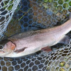 サクラマスは不発気味だったけど楽しめたフィッシングパーク高島の泉